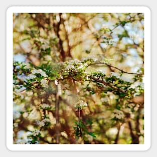 SCENERY 36 - Plant Blooming Flower Branch Tree Magnet